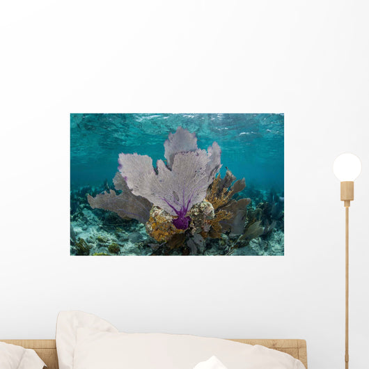Colorful Gorgonians Grow off Wall Decal Design 5
