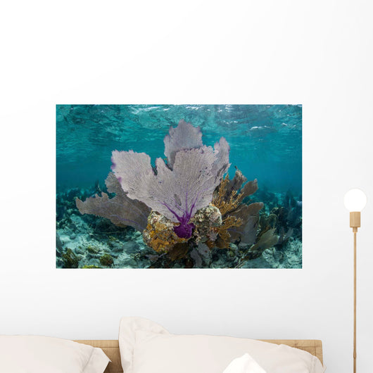 Colorful Gorgonians Grow off Wall Decal Design 5