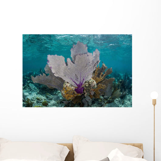 Colorful Gorgonians Grow off Wall Decal Design 5