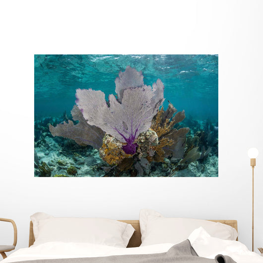 Colorful Gorgonians Grow off Wall Decal Design 5