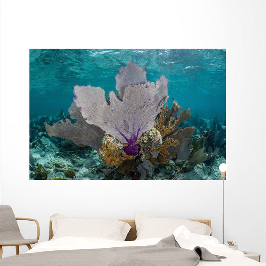 Colorful Gorgonians Grow off Wall Decal Design 5
