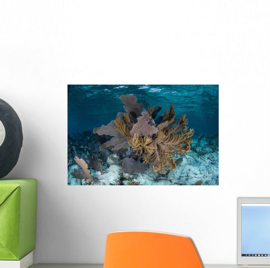 Colorful Gorgonians Grow off Wall Decal Design 4