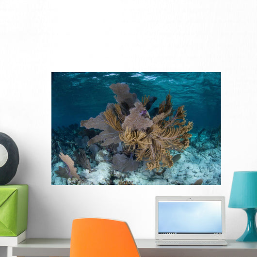 Colorful Gorgonians Grow off Wall Decal Design 4