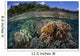 Diverse Array Reef-building Corals Wall Decal Design 3