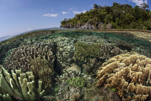 Diverse Array Reef-building Corals Wall Decal Design 2