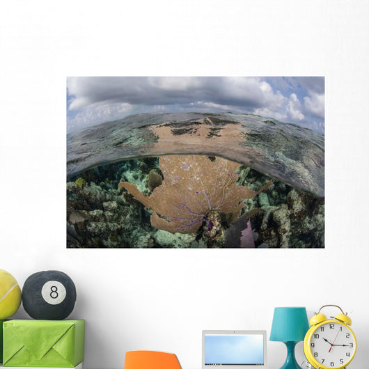 Colorful Gorgonian Grows off Wall Decal Design 1