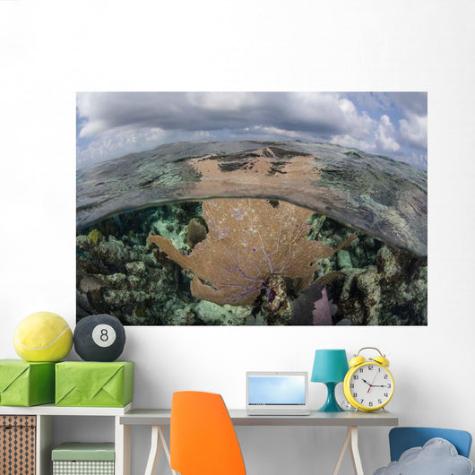 Colorful Gorgonian Grows off Wall Decal Design 1