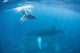 Humpback Whale and Her Wall Decal Design 1
