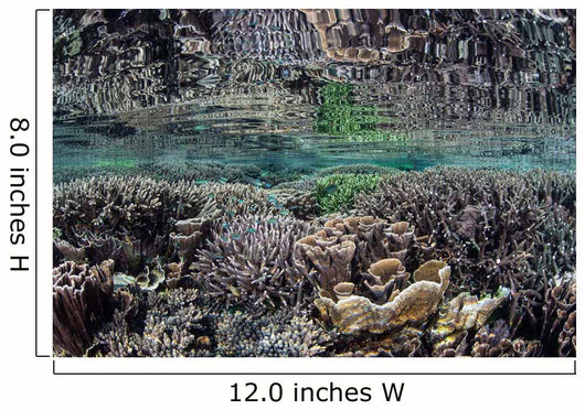 Fragile Corals Grow Shallow Wall Decal Design 7