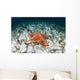 West Indian Starfish Seafloor Wall Decal Design 11