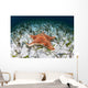West Indian Starfish Seafloor Wall Decal Design 11