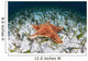 West Indian Starfish Seafloor Wall Decal Design 11