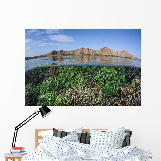 Fragile Corals Grow Shallow Wall Decal Design 6
