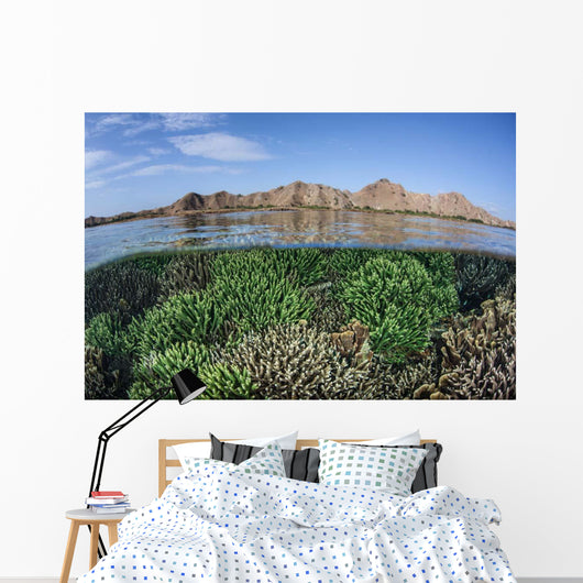 Fragile Corals Grow Shallow Wall Decal Design 6