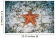 West Indian Starfish Seafloor Wall Decal Design 10
