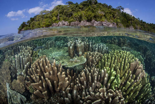 Diverse Array Reef-building Corals Wall Decal Design 1