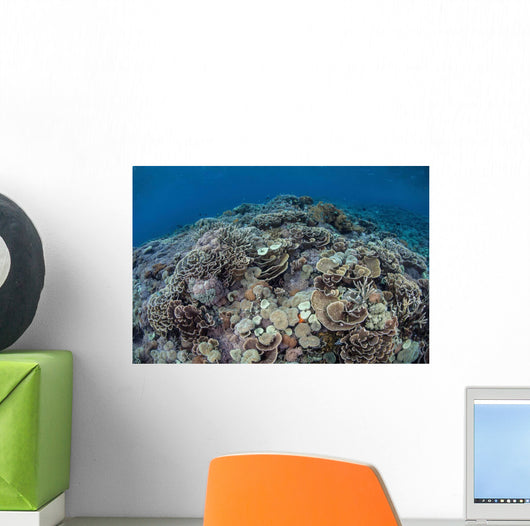 Corals Compete for Space Wall Decal Design 2