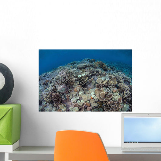 Corals Compete for Space Wall Decal Design 2