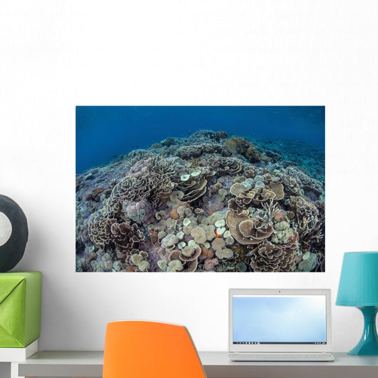 Corals Compete for Space Wall Decal Design 2