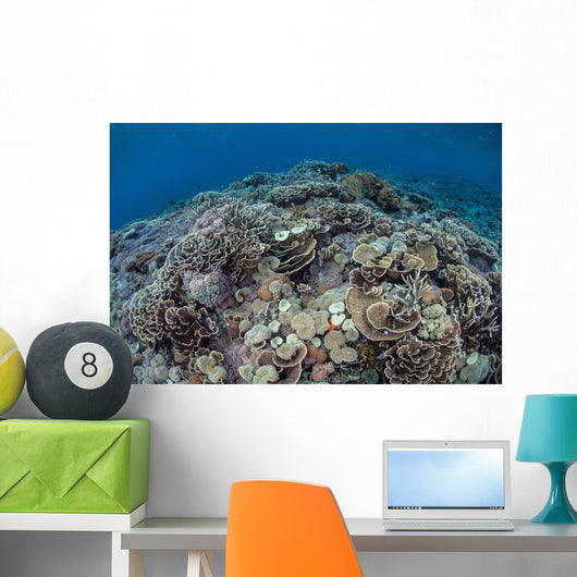 Corals Compete for Space Wall Decal Design 2