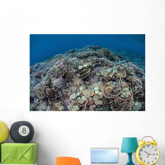 Corals Compete for Space Wall Decal Design 2