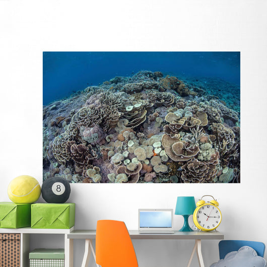 Corals Compete for Space Wall Decal Design 2