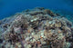 Corals Compete for Space Wall Decal Design 2