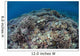 Corals Compete for Space Wall Decal Design 2