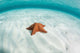 West Indian Starfish Seafloor Wall Decal Design 8