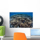 Fragile Corals Grow Shallow Wall Decal Design 5