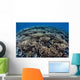 Fragile Corals Grow Shallow Wall Decal Design 5