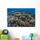 Fragile Corals Grow Shallow Wall Decal Design 5