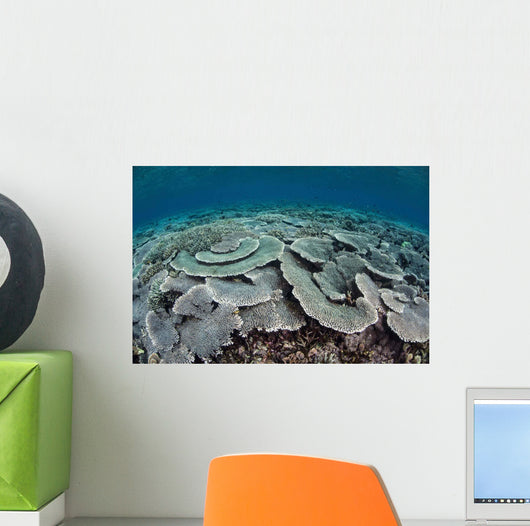 Fragile Corals Grow Shallow Wall Decal Design 4