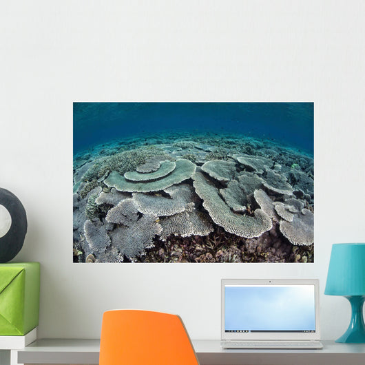 Fragile Corals Grow Shallow Wall Decal Design 4