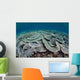 Fragile Corals Grow Shallow Wall Decal Design 4
