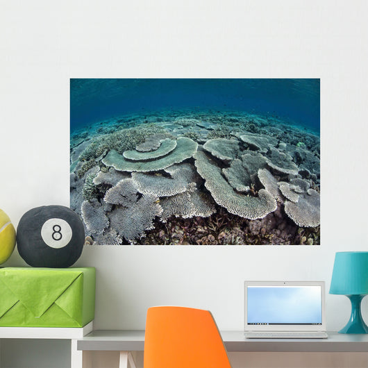 Fragile Corals Grow Shallow Wall Decal Design 4