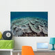 Fragile Corals Grow Shallow Wall Decal Design 4
