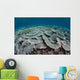 Fragile Corals Grow Shallow Wall Decal Design 4