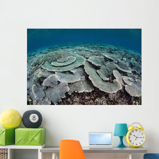 Fragile Corals Grow Shallow Wall Decal Design 4
