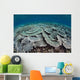Fragile Corals Grow Shallow Wall Decal Design 4