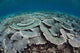 Fragile Corals Grow Shallow Wall Decal Design 4