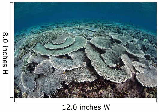 Fragile Corals Grow Shallow Wall Decal Design 4