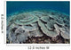 Fragile Corals Grow Shallow Wall Decal Design 4