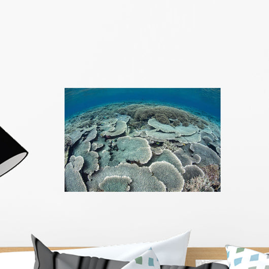 Fragile Corals Grow Shallow Wall Decal Design 3