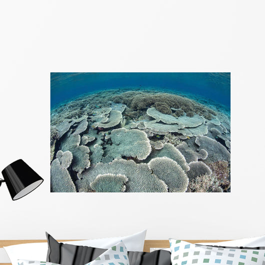 Fragile Corals Grow Shallow Wall Decal Design 3