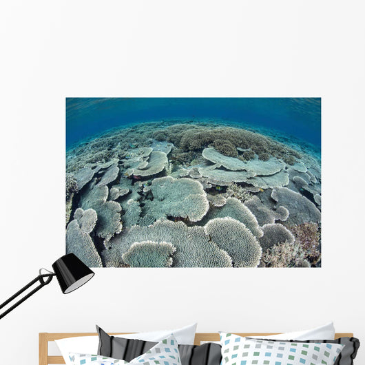 Fragile Corals Grow Shallow Wall Decal Design 3