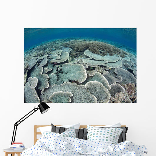 Fragile Corals Grow Shallow Wall Decal Design 3