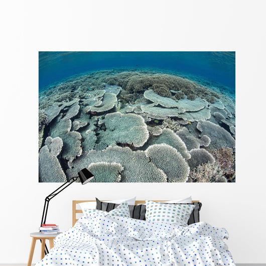 Fragile Corals Grow Shallow Wall Decal Design 3