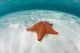 West Indian Starfish Seafloor Wall Decal Design 5