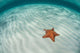 West Indian Starfish Seafloor Wall Decal Design 4